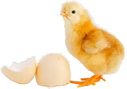 Download Day Old Chick Chick Meaning Png Chick Png