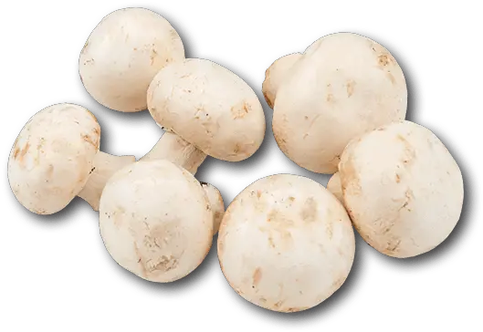 Download Holland White Mushroom White Mushroom No Background Png Mushroom Png