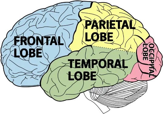 Adhd U0026 The Brain Lobes Of Brain Png Brain Transparent Background