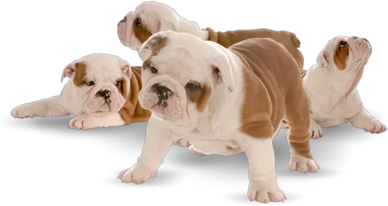 Picture V Png Bulldog Transparent Background