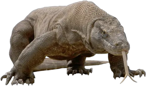 Komodo Dragon Png Free Download Transparent Komodo Dragon Komodo Dragon Png