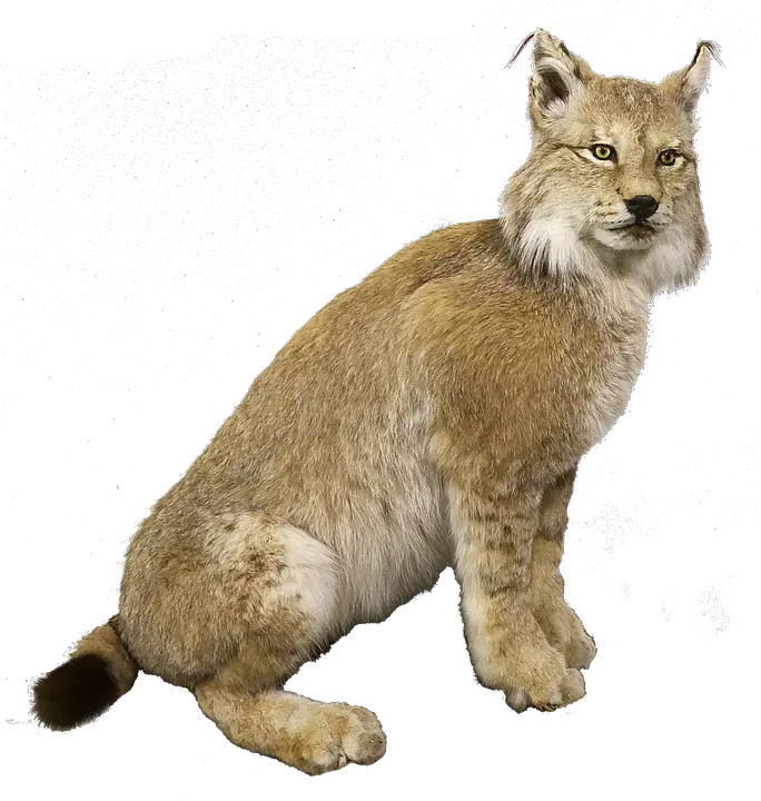 Lynx Eurasischer Cat Hiúz Png Lynx Png