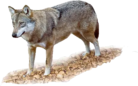 Wolf Png Transparent Images Free Download