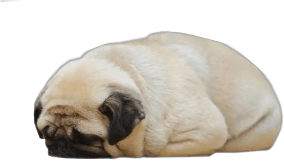 Sleeping Pug Png Dogs