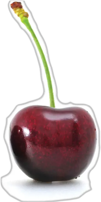 Cherries Auvil Fruit Company Cherry Png Cherry Png