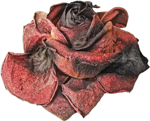 Dead Flowers Png 4 Image Withered Rose Png Dead Flowers Png