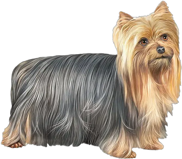 Yorkshire Terrier Dog Png Free Download Yorkshire Terrier Png Cute Dog Png