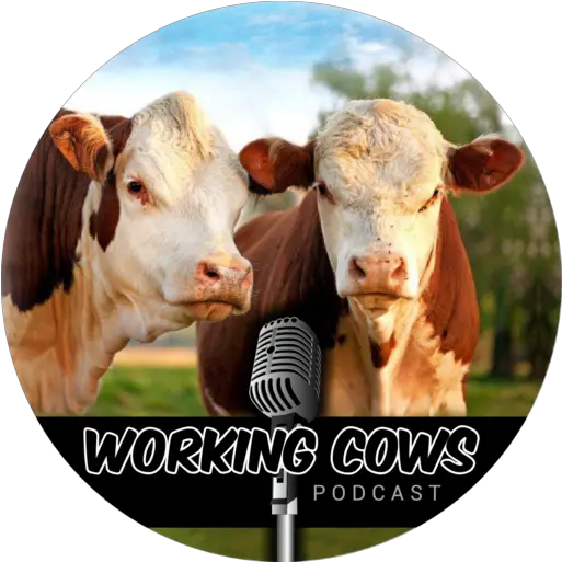 Cropped Workingcowspodcastlogofinalpng U2013 Working Cows Working Cows Podcast Cow Head Png