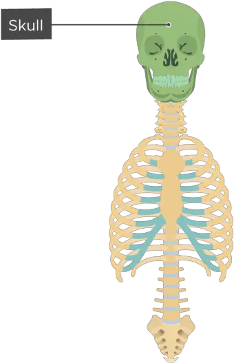 Skeleton Skeletal System Overview Pops Arcadia Png Skeleton Arm Png