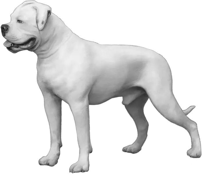 Embark Dog Dna Test Breed All White American Bulldog Bobtail Puppy Png British Icon Bulldogs