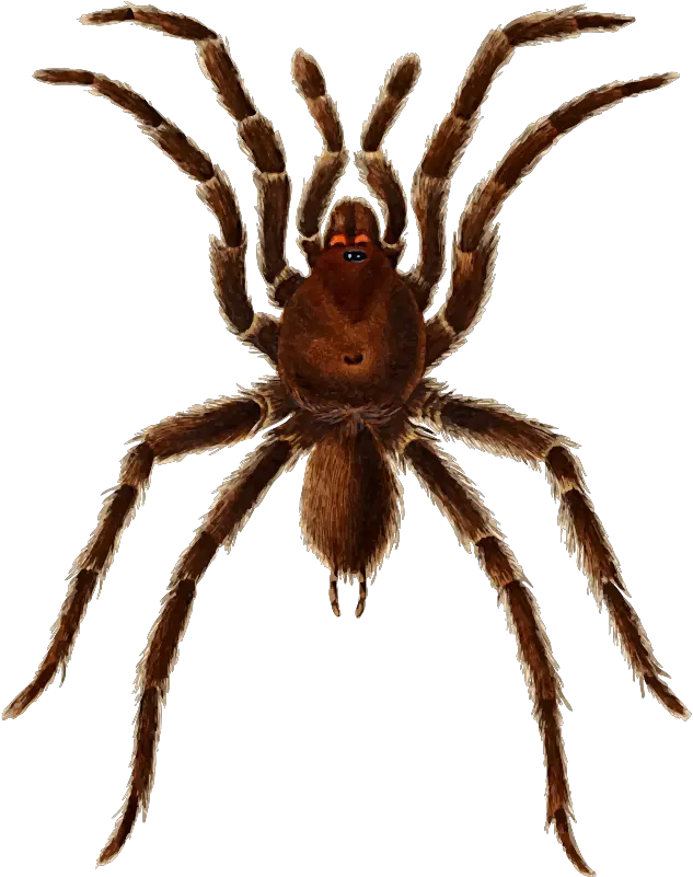 Download Free Png Mygale Spider Mygale Clipart Tarantula Png