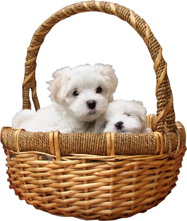 Puppies In Basket Png Transparent Image Dog In A Basket Basket Png