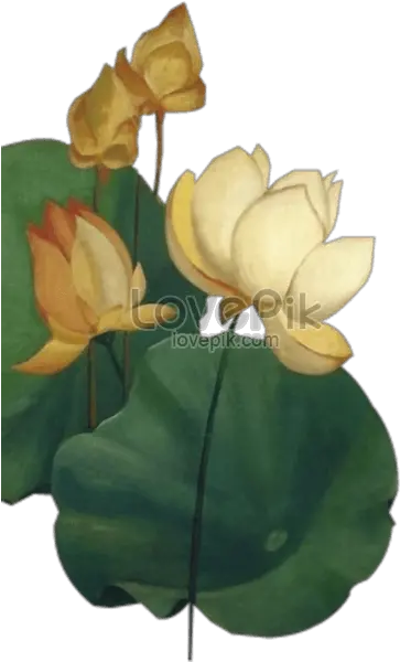 Chinese Lotus Flower Graphics Nymphaea Nelumbo Png Lotus Flower Transparent Background