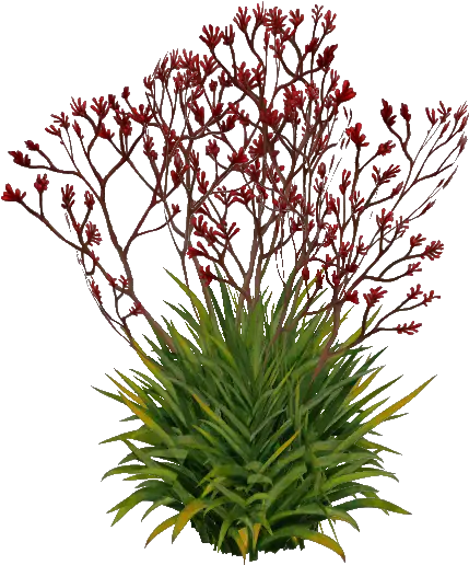 Kangaroo Paw Png 2 Image Kangaroo Paw White Background Kangaroo Transparent