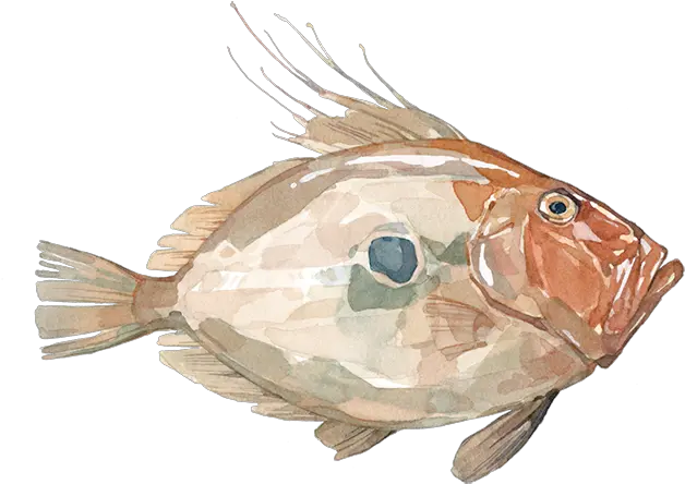 Download John Dory Goldfish Full Size Png Image Pngkit Goldfish Dory Png