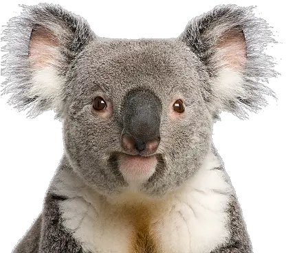 Support Australian Wildlife Koala Aid Koala Bear Png Koala Transparent