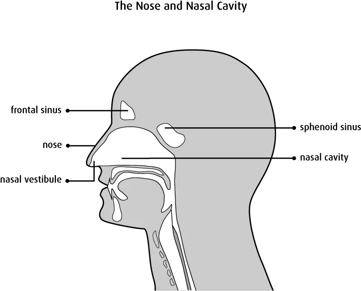 The Nasal Cavity And Paranasal Sinuses Canadian Cancer Society Nasal Vestibule And Nasal Cavity Png Nose Transparent