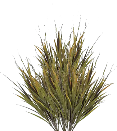 Picture Grass Png Grass Texture Png