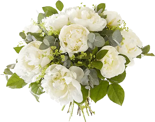 Clear Peonies Quino Damen Png Peonies Png
