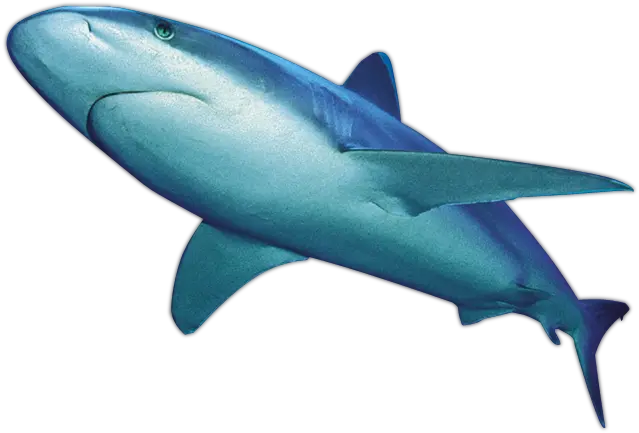 Download Free Png Shark File Dlpngcom Blue Shark Png Shark Png