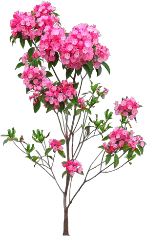 Flowers Png Images Flower Clipart Transparent Free Indoor Flower Plant Png Flower Plant Png png