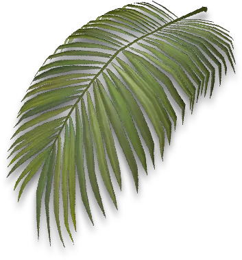 Palm Leaf Official Journey Of Life Wiki Roystonea Png Palm Leaf Png