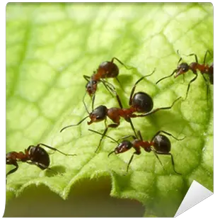 Escort Of Forest Ants Wall Mural U2022 Pixers We Live To Change Human Population Compared To Animals Png Ants Png