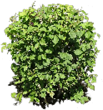 Shrub Bushes Clipart Big Plant Bush Png Free Full Size Plant From Above Png Shrub Transparent Background