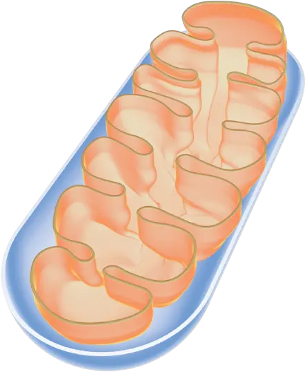 Peter Willems Png Mitochondria