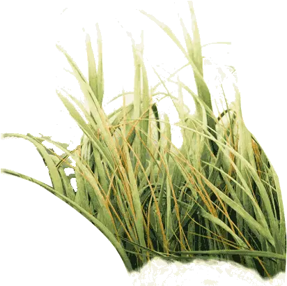 Photo Of Tall Grass Png Yellow Green Grass Png Grasses Png