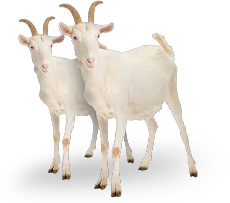 Goats Goats Png Goat Png