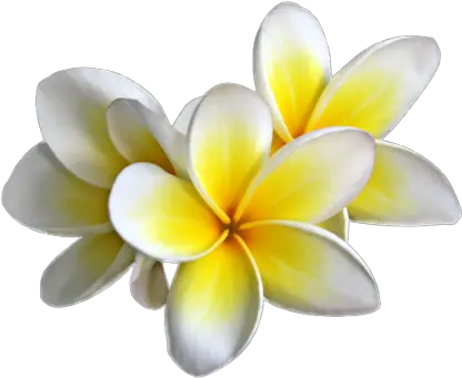 Yellow Flower Png Images 2 Image Frangipani Png Yellow Flower Png