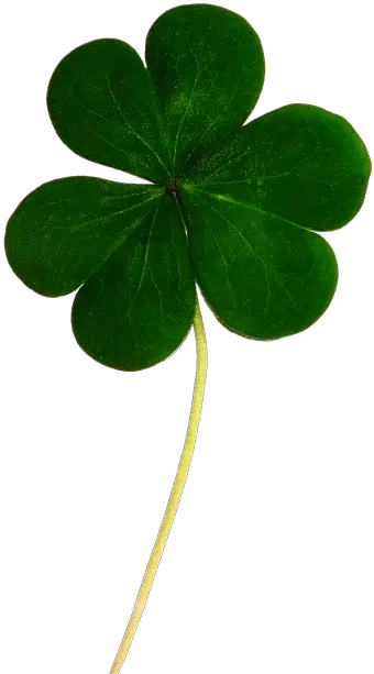 Try Your U0027luck Of The Irishu0027 In Vegas Tales A Ranting Real Shamrock Transparent Background Png 4 Leaf Clover Icon