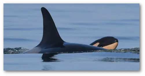 Welcome To Orca Network Babies Png Killer Whale Png