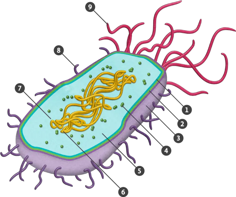 Transparent Prokaryote Png Download Prokaryotic Cell Png Prokaryotic Cell Diagram Unlabeled Cell Png