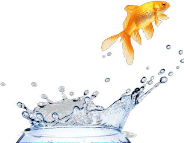 Register The Fishbowl Experience Goldfish Png Fish Bowl Png