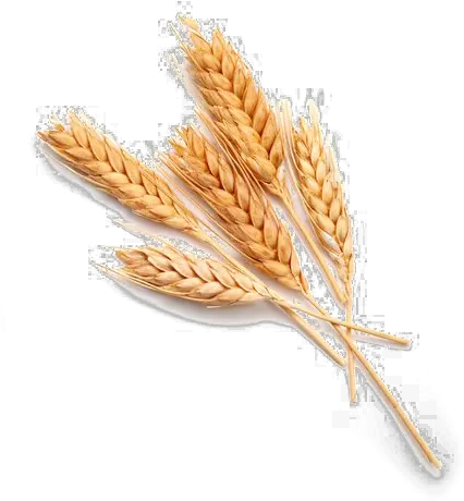 Wheat Png Download Image Single Grain Of Wheat Wheat Transparent Background