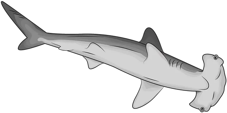 Hammerhead Shark Clipart Free Download Transparent Png Hammerhead Shark Clipart Shark Clipart Png