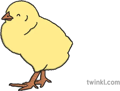 Baby Chick Illustration Baby Chick Illustration Png Baby Chick Png png