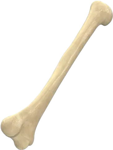Bone Png Images Free Download Bones Transparent Background Bone Png