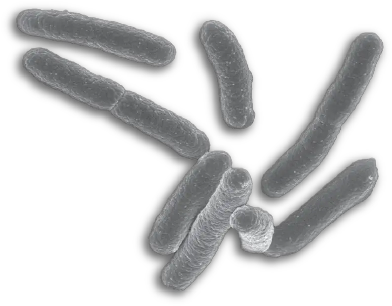 Png Background E Coli Bacteria Png Bacteria Transparent Background