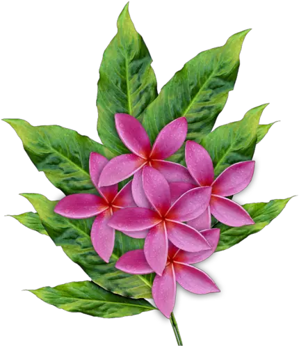 Plumeria Çiçei Png Resimleri Plumeria Flower Plumeria Flower Png