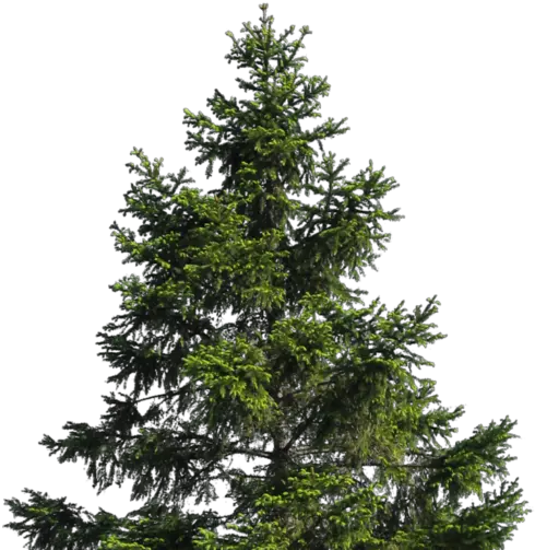 Cropped Transparent Pine Tree Png Pine Tree Branch Png
