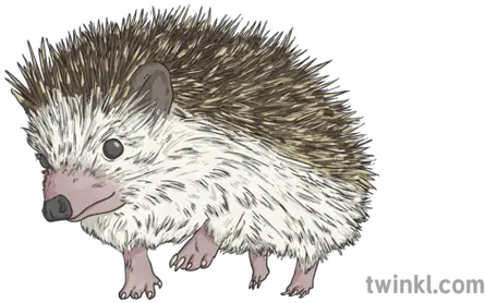 Hedgehog Illustration Twinkl Domesticated Hedgehog Png Hedgehog Png