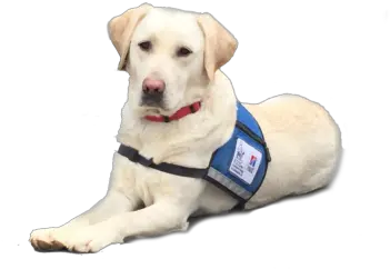 Prison Program Ksds Assistance Dogs Inc Therapy Dog No Background Png Dogs Transparent Background