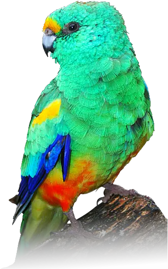 Download Hd Indian Parrot Png Mulga Parrot Painting Mulga Parrot Parrot Png