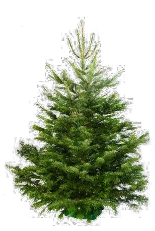 Fir Christmass Tree Real Png Pine Tree Transparent Background