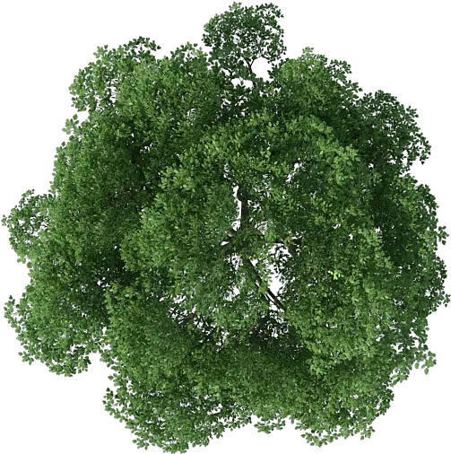 Download Top View Of Tree Png Tree Png Top View Grass Top View Png