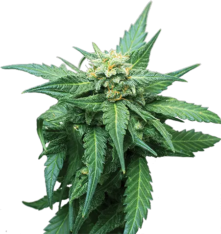 Buy High Cbd Cb Dutch Treat Marijuana Seeds Crop King Houseplant Png Marijuana Plant Png