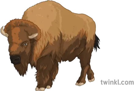 American Buffalo History Animal Bison American Bison Png American Buffalo In Search Of A Lost Icon